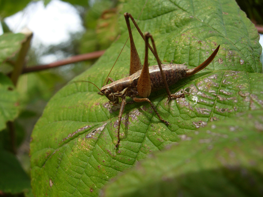 Pholidoptera griseoaptera e Yersinella raymondi